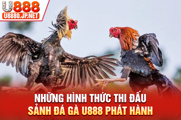 Những hình thức thi đấu sảnh Đá gà U888 phát hành